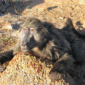 South Africa Baboon Hunt