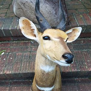 Bushbuck Taxidermy Shoulder Mount