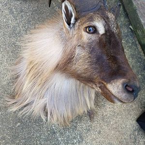 Shoulder Mount Taxidermy New Zealand Tahr