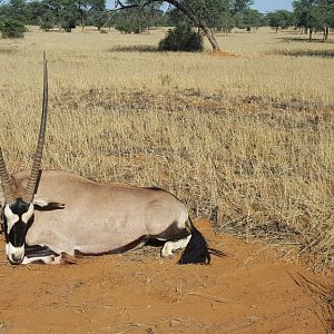 Gemsbok Hunting Namibia