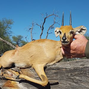 Namibia Steenbok Hunt