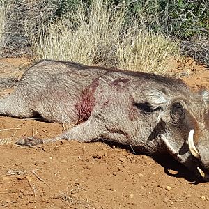 Hunting Warthog in Namibia