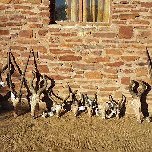 Hunting Trophies Namibia