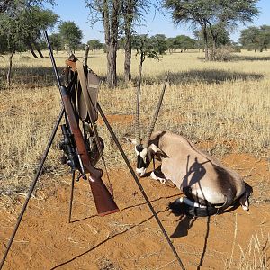 Gemsbok Hunting Namibia