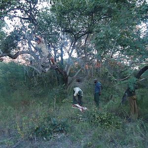 Leopard Hunting Zimbabwe