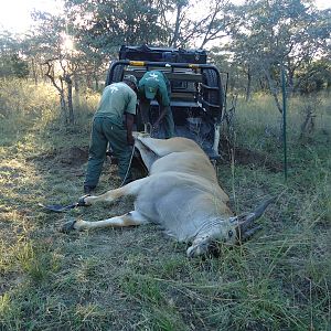 Eland Hunting Zimbabwe