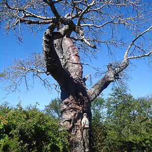 Baobab Tree Zimbabwe