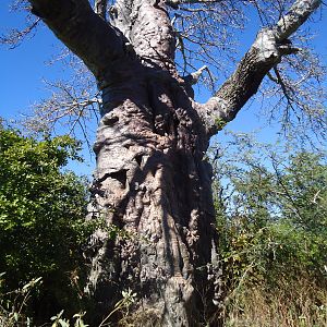 Zimbabwe Baobab Tree