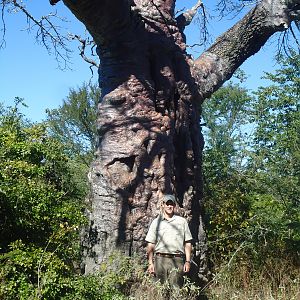 Baobab Tree Zimbabwe