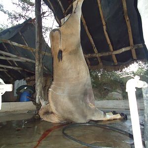 Livingstone Eland Zimbabwe Hunting