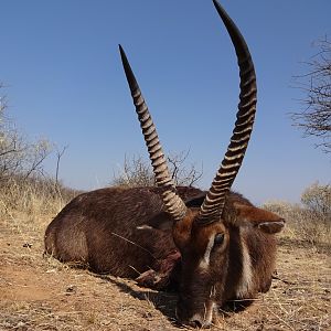 Hunting Waterbuck