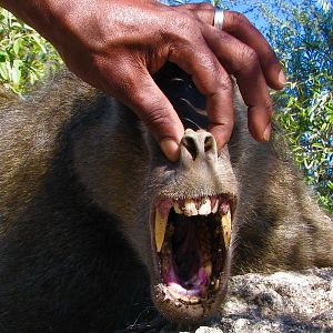 South Africa Baboon Hunt