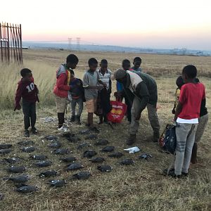 Hunting Doves South Africa