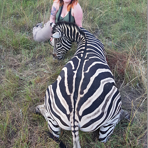 Burchell's Plain Zebra Hunt South Africa