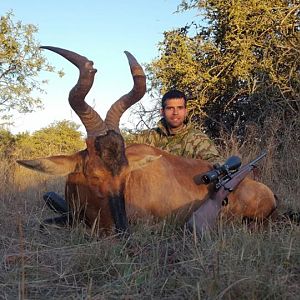 Red Hartebeest Hunting in South Africa