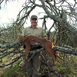 Caracal Hunting South Africa