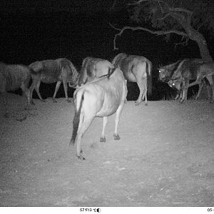 South Africa Burchell's Plain Zebra Trail Cam