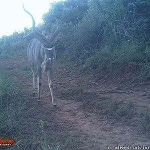 Trail Cam Kudu South Africa