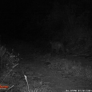 South Africa Leopard Trail Cam