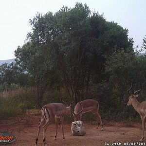 Impala South Africa Trail Cam