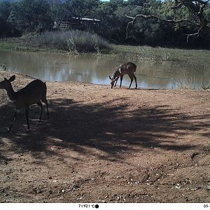 South Africa Trail Cam Nyala