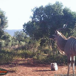 Kudu South Africa Trail Cam