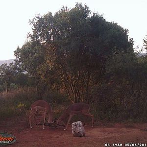 Trail Cam Impala South Africa