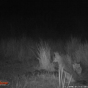 Trail Cam Jackal South Africa