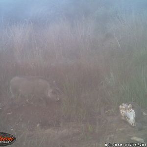 South Africa Trail Cam Warthog