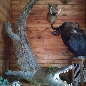 Full Mount Crocodile Taxidermy