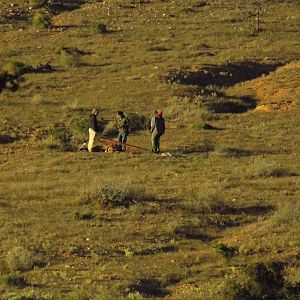 Cull Hunting Kudu South Africa