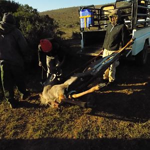 Kudu South Africa Cull Hunt