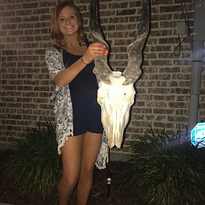 Eland Taxidermy European Skull Mount