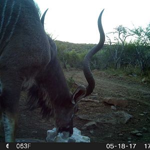 Trail Cam Kudu South Africa