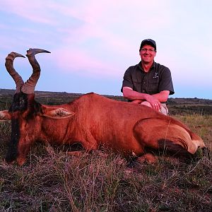 Red Hartebeest Hunting in South Africa