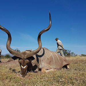 Kudu Hunt in South Africa