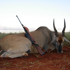 Cape Eland bull