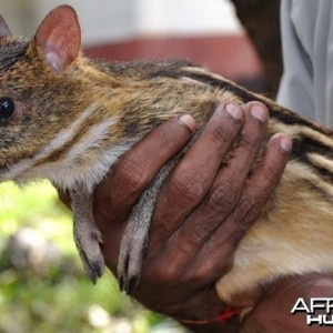 Indian Mouse Deer (also known as Indian Chevrotain)