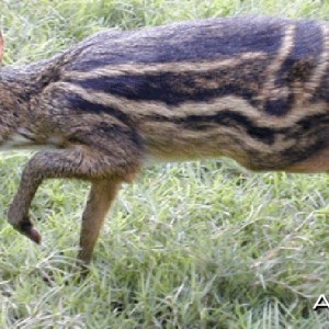 Indian Mouse Deer (also known as Indian Chevrotain)