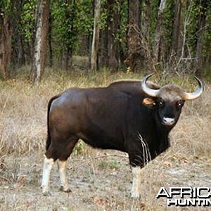 Gaur, Indian Bison