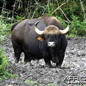 Gaur, Indian Bison