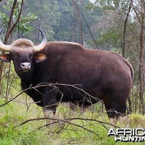 Gaur, Indian Bison