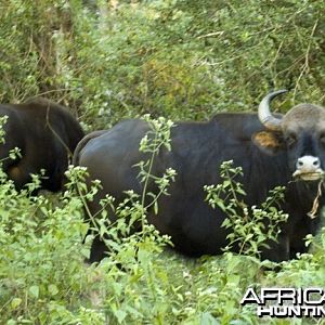 Gaur, Indian Bison