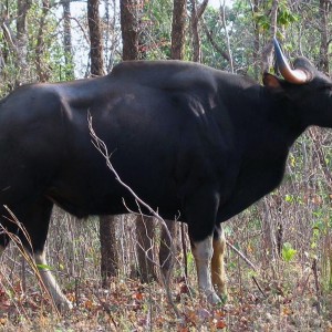 Gaur, Indian Bison