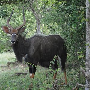 Nyala South AFrica