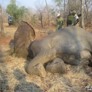 Dr. Jo Hall's Elephant