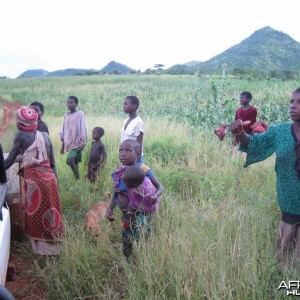 Elephant meat for the villagers