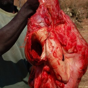 Dr. Jo Hall's Elephant Heart