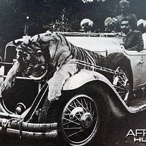 Tiger and Rolls Royces, Narsingh, India