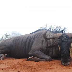 Blue Wildebeest in the mist